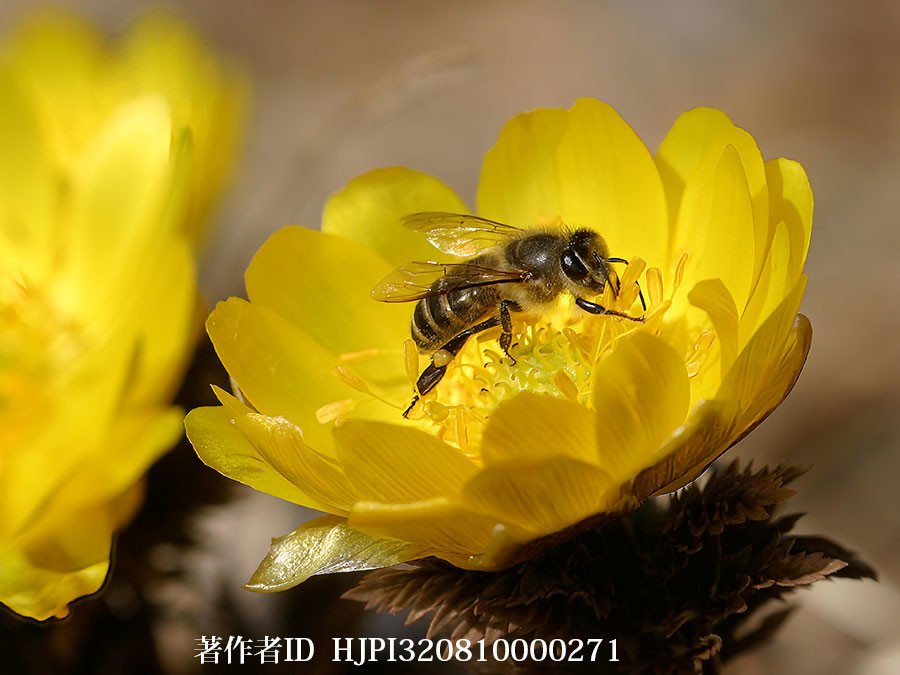 福寿草の花にきたニホンミツバチ