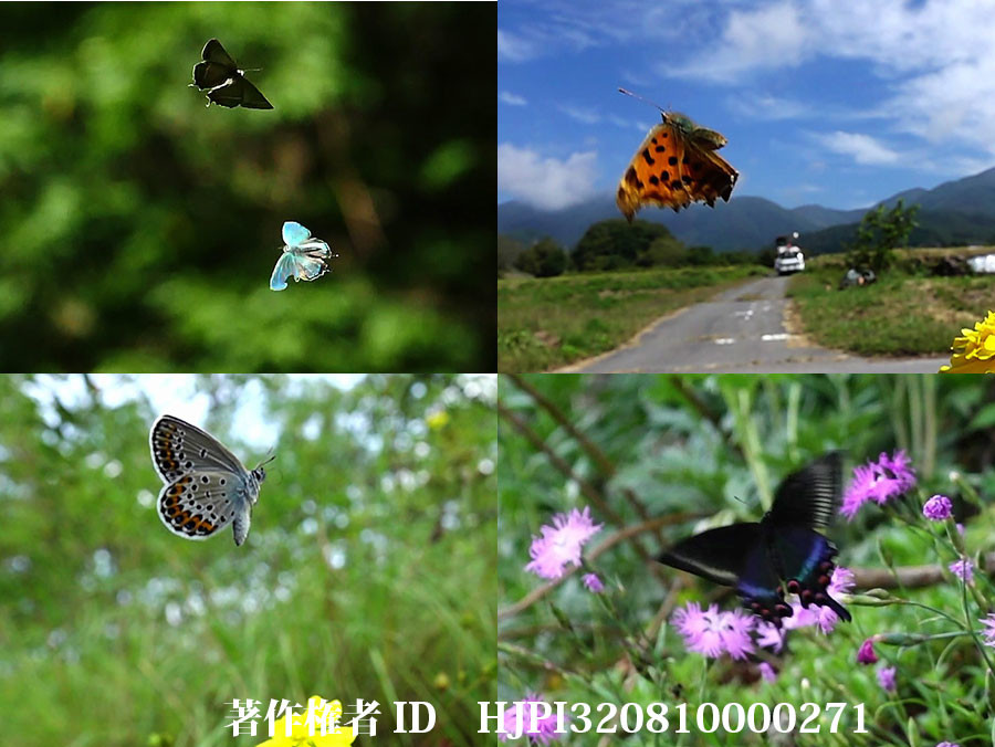 日本の蝶の飛翔
