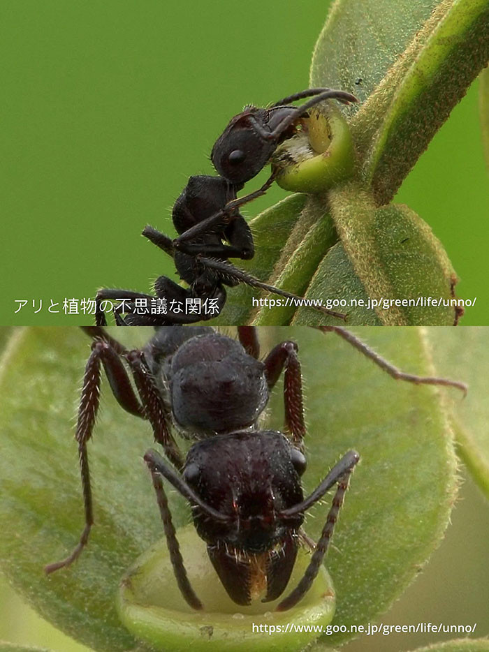 アリと植物の不思議な関係　蜜腺から蜜を飲むアリ
