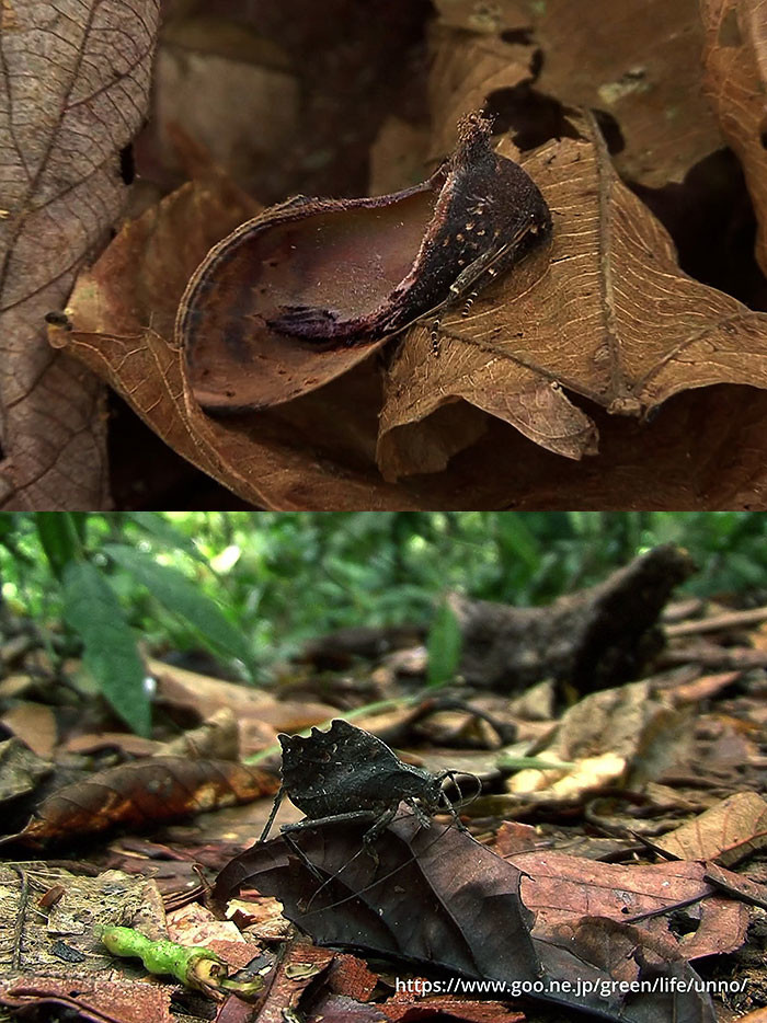 枯葉に擬態する昆虫　PERU