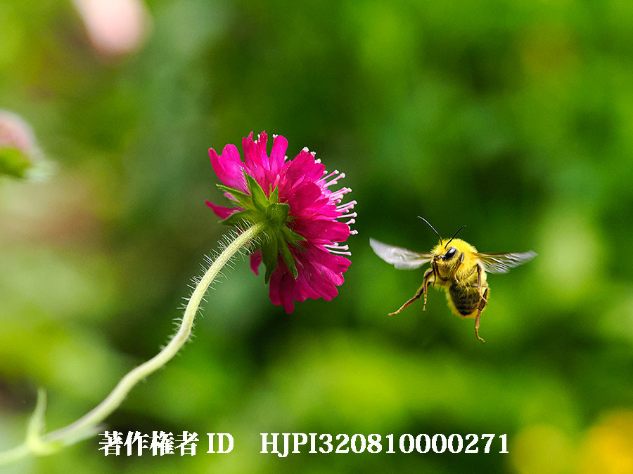 クラウティアの花にコマルハナバチ（4月の写真展で展示した写真9）