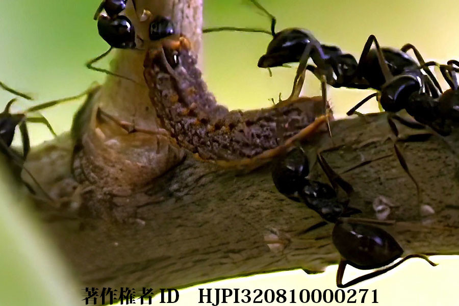 ムモンアカシジミの幼虫とクロクサアリの関係