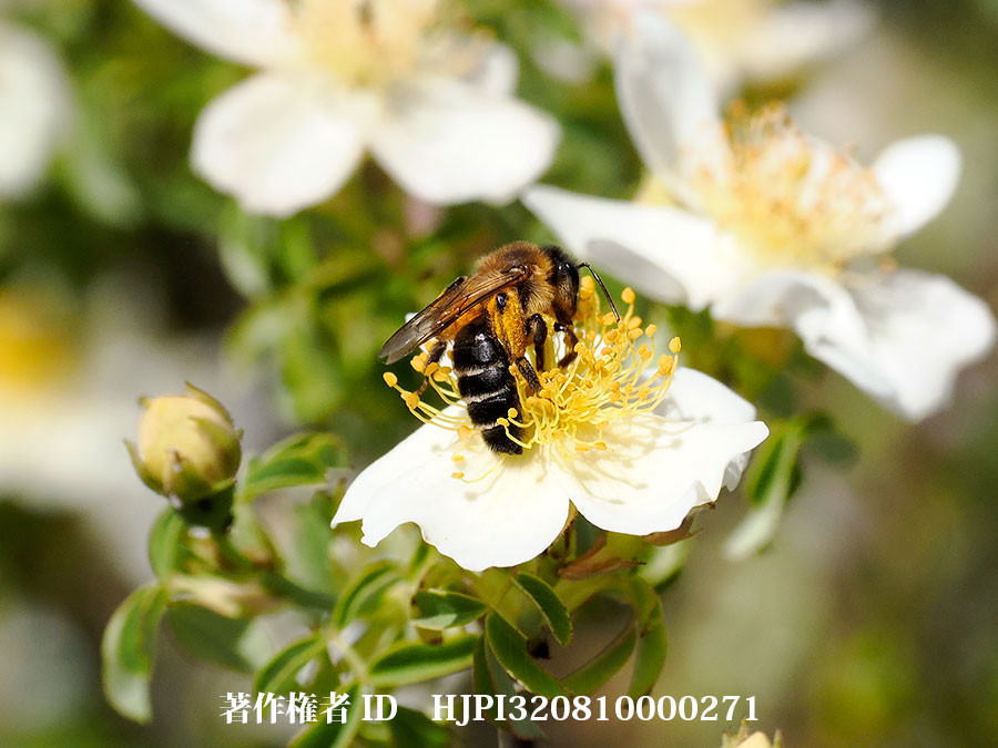 ヒマラヤオオミツバチ？　（東チベットで見た身近な植物3）