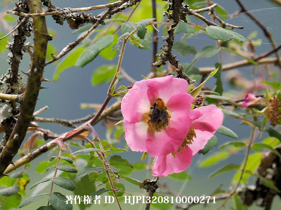 ピンクのバラの原種（東チベットで見た身近な植物4）