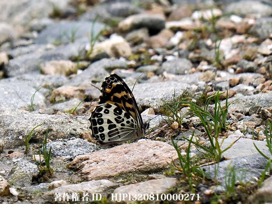チベットジャノメ（中国西部、高山の蝶）Tatinga thibetanus