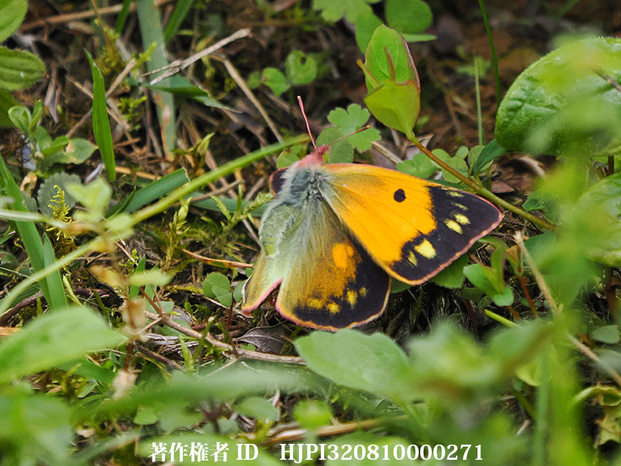 ダイダイモンキチョウ　Colias fieldii（中国西部、高山の蝶）