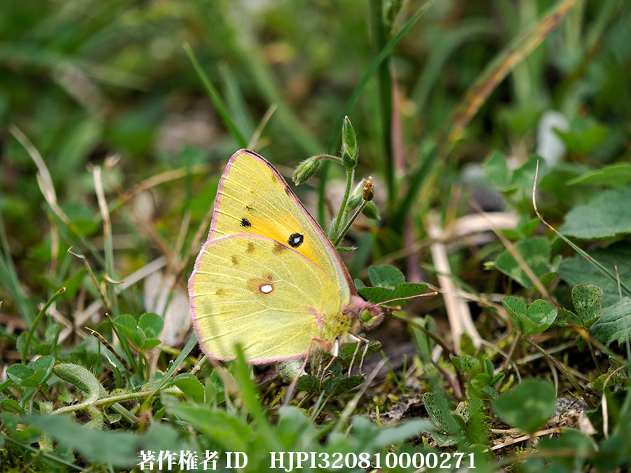ダイダイモンキチョウの産卵　Colias fieldii（中国西部、高山の蝶）