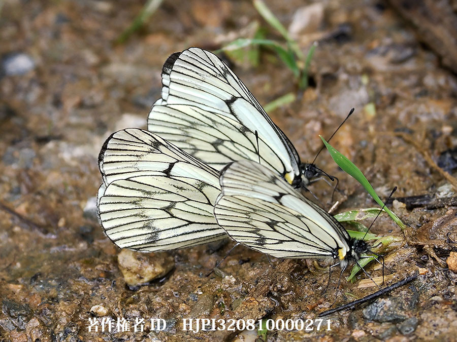 裏面が特徴的なミヤマシロチョウの仲間　Aporia delavayi（中国西部、高山の蝶）