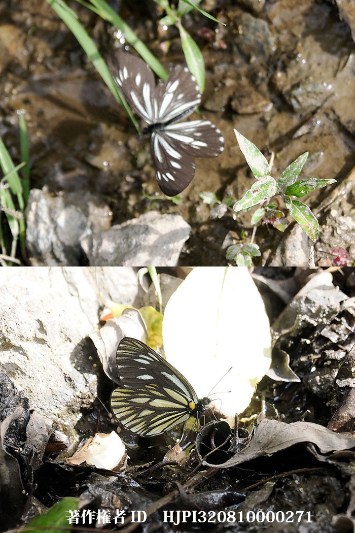 ミヤマシロチョウの仲間　Aporia monbeigi（中国西部、高山の蝶）