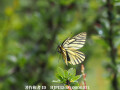 黄色いミヤマシロチョウの仲間　Aporia martineti　♀（中国西部、高山の蝶）