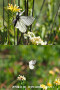エゾシロチョウ　Aporia crataegi（中国西部、高山の蝶）