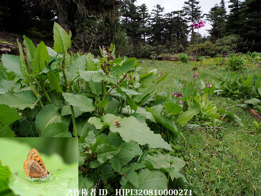 シセンベニシジミ　Lycaena pang のいる環境（中国西部、高山の蝶）