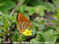 ベロナヒョウモンモドキ裏　Melitaea　bellona（中国西部、高山の蝶）