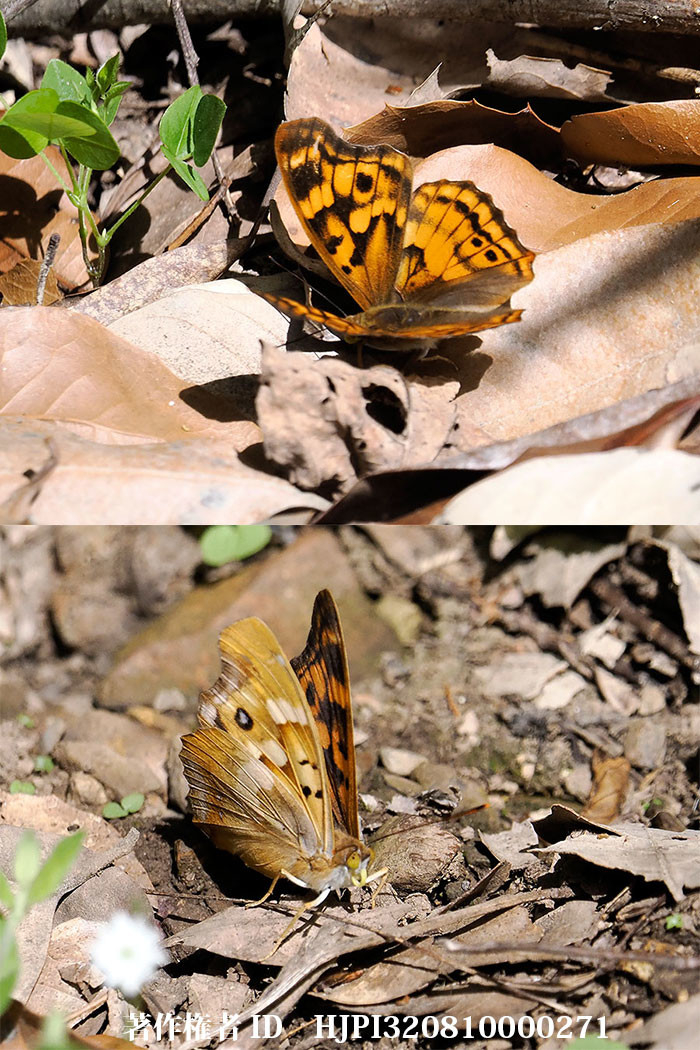 ウンナンコムラサキ Apatura laverna（中国西部の蝶）