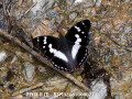 タイリクコムラサキApatura ilia（中国西部の蝶）