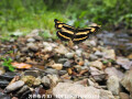 キディッペミスジ　Neptis　cydippe（中国西部の蝶）