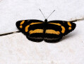 ウンナンミスジ　Neptis yunnana（中国西部の蝶）