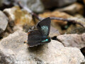 ウラフチベニシジミの仲間　Heliophorus tamu（中国西部の蝶）