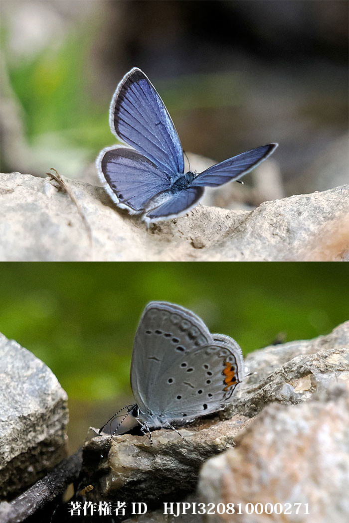 タイワンツバメシジミ　Everes　lacturnus（中国西部の蝶）