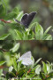 コアオシジミメス　Cupido minimus（中国西部、高山の蝶）