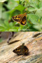 コキマダラセセリの仲間の仲間　Ochlodes spp（中国西部の蝶）