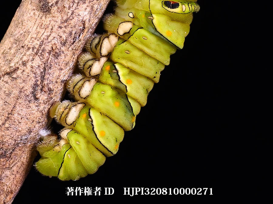 蛹化の前にアゲハの幼虫は糸玉を作る