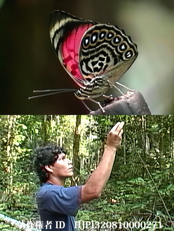 ブラジルの蝶の採集人