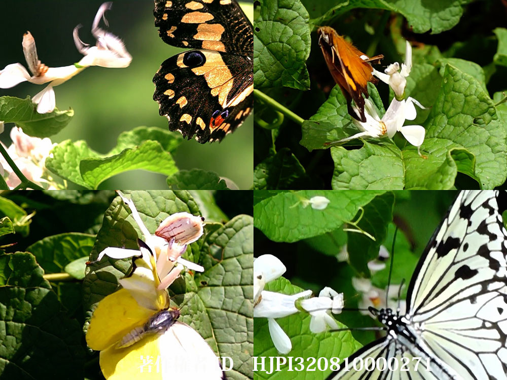 ハナカマキリが蝶を獲る決定的瞬間