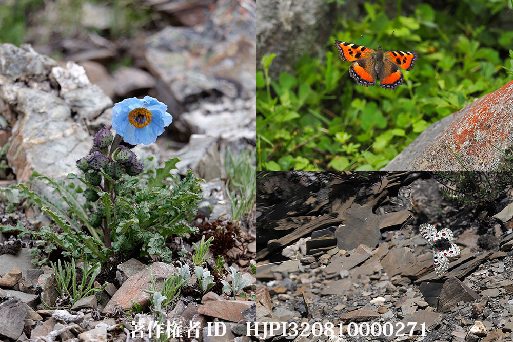 2024 雲南省、東チベットへチョウと花の撮影旅行