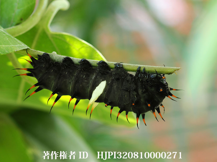 メガネトリバネアゲハの幼虫