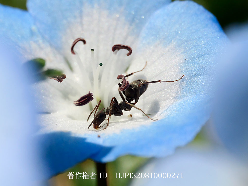 ネモフイラの花の蜜を舐めるクロヤマアリ