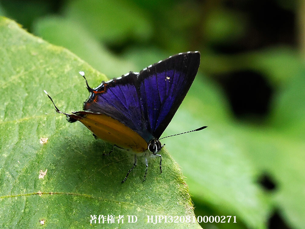 ウラフチベニシジミ の仲間　Heliophorus kohimensis