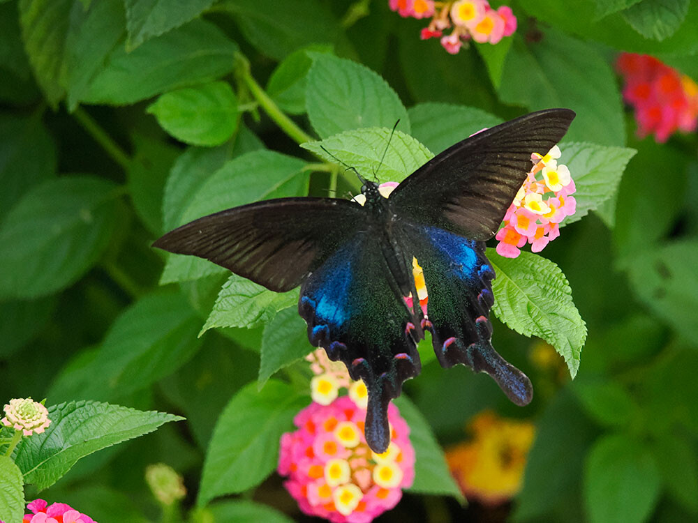 クジャクアゲハのオス　Papilio bianor 雲南省の蝶