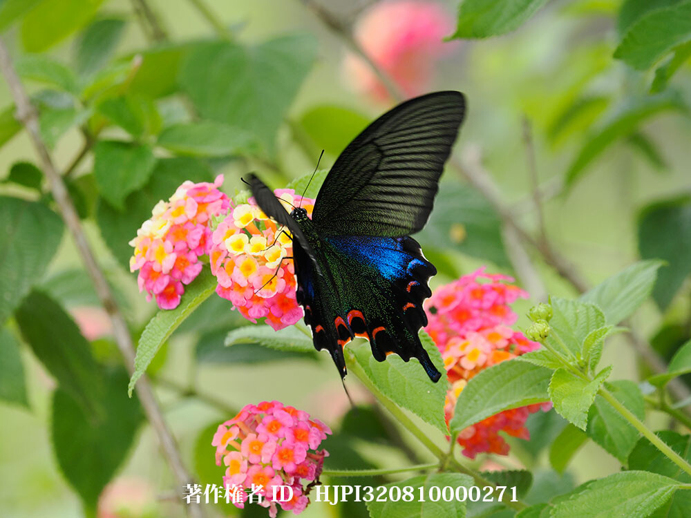 クジャクアゲハのメス　Papilio bianor 雲南省の蝶