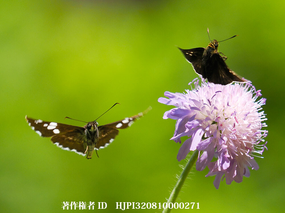 庭のダイミョウセセリの飛翔
