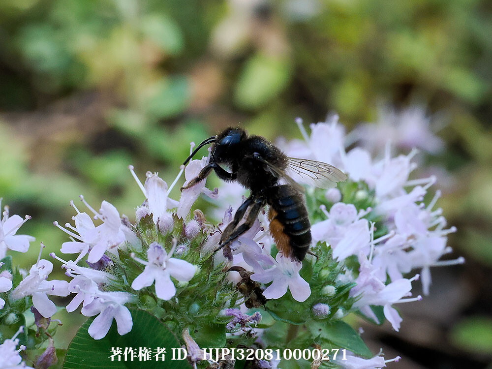 イブキジャコウソウの花粉を集めるスミゾメハキリバチ