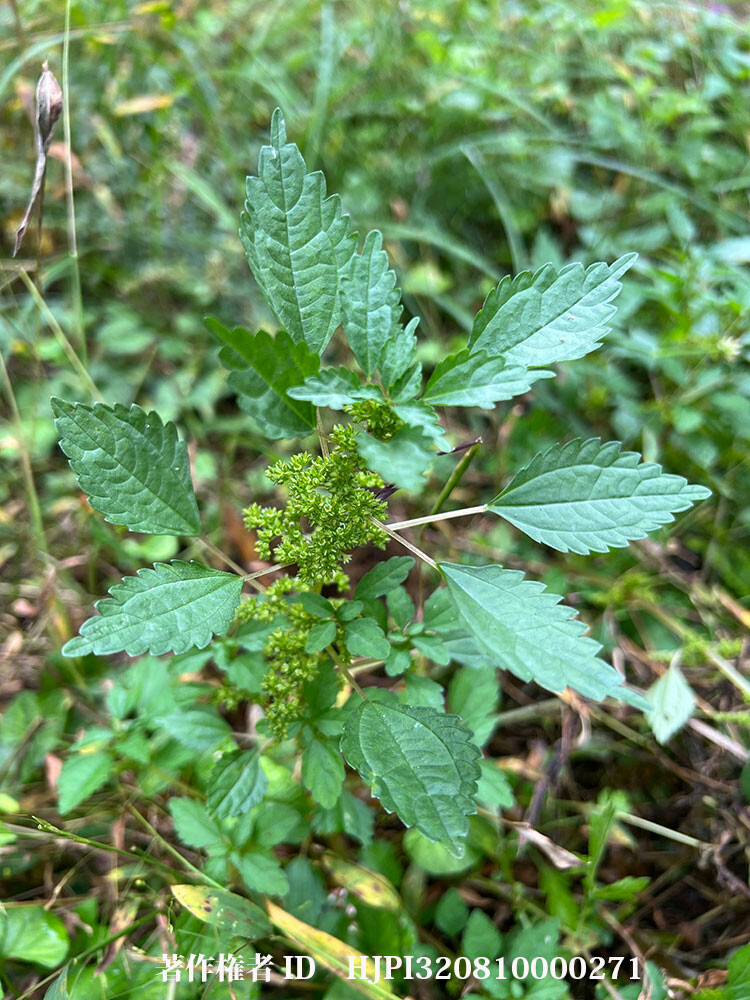 海野和男のデジタル昆虫記