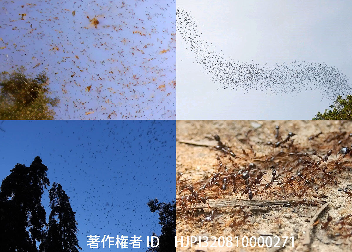 群れる