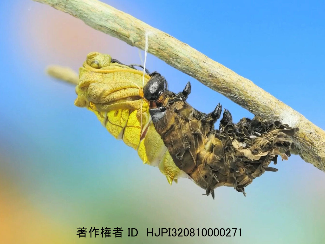 ヘレナキシタアゲハの蛹化
