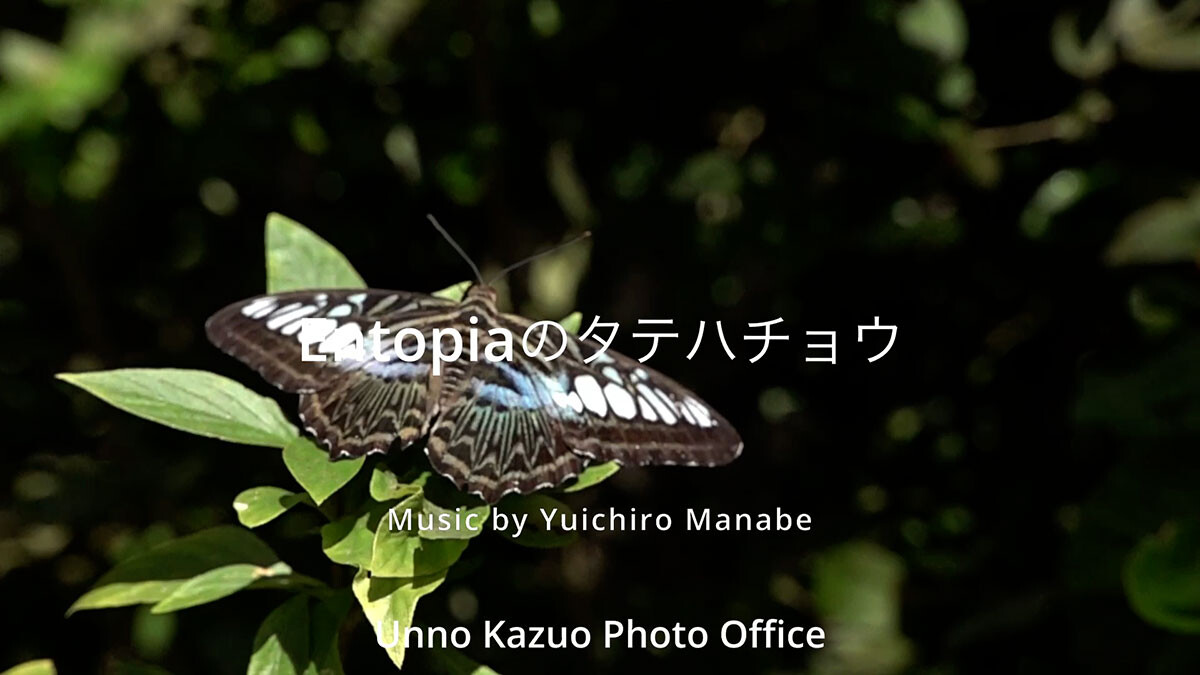 マレーシアのタテハチョウ　Entopia