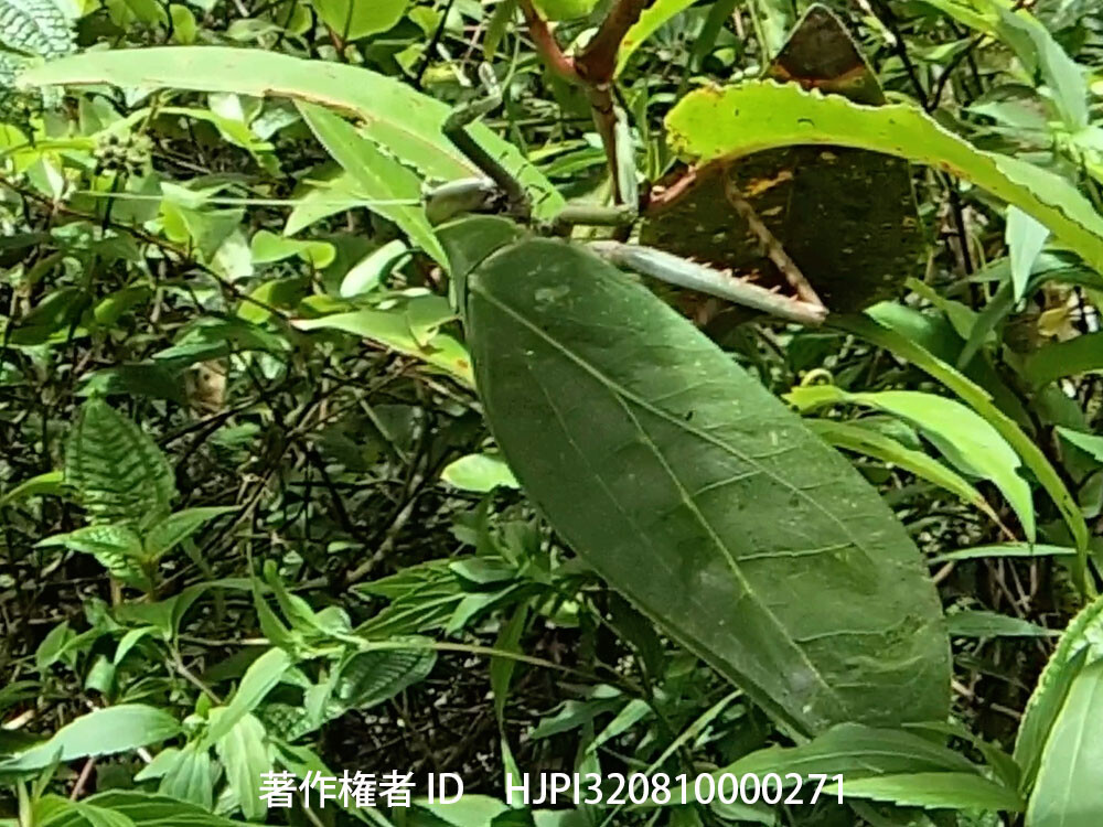 オオコノハツユムシを虫の目レンズで
