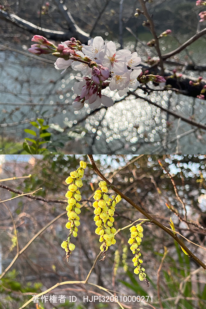 春の息吹