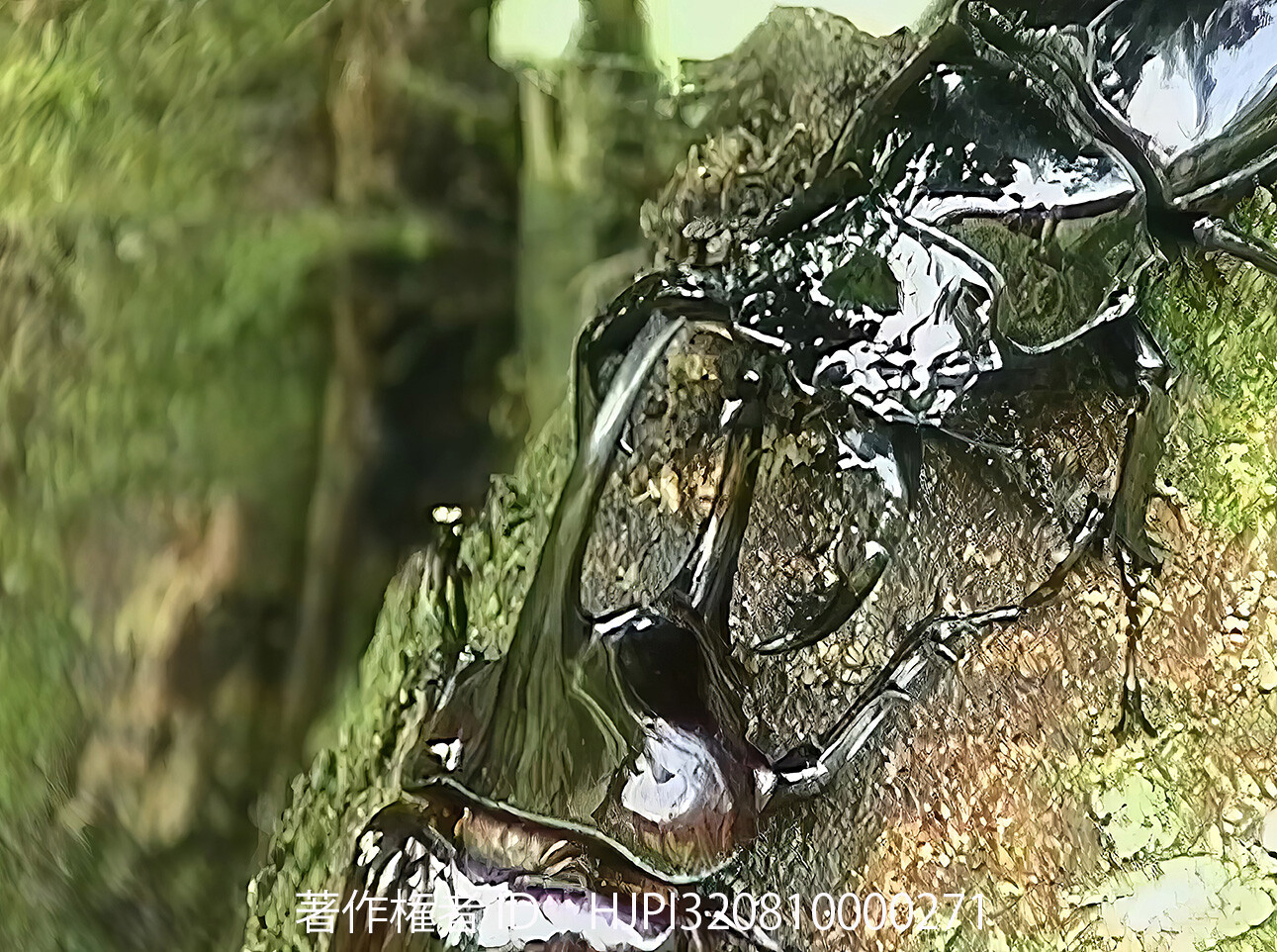 ケンタウルスオオカブトの闘い