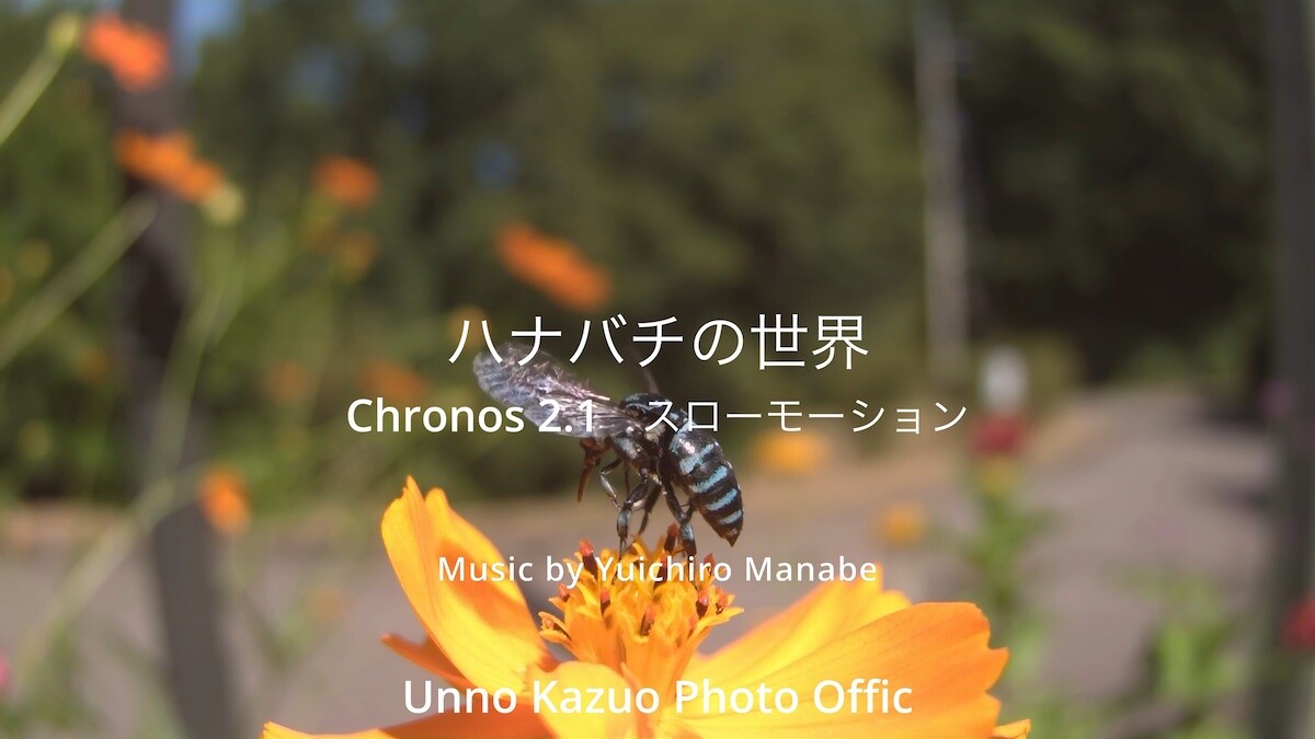 ハナバチの世界