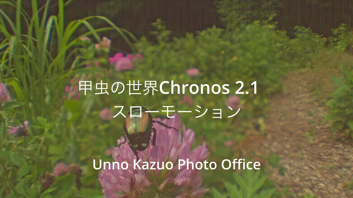 甲虫の世界