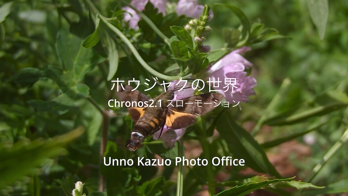 ホウジャクの世界