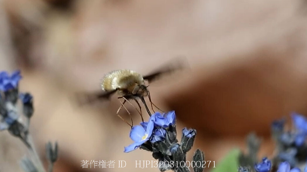 ビロードツリアブの吸蜜