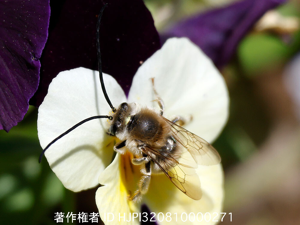 ニッポンヒゲナガハナバチ