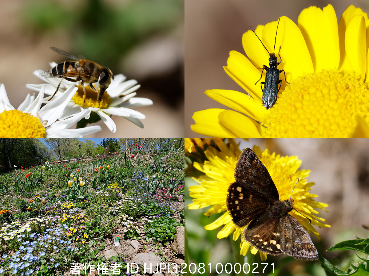 庭の花壇と昆虫たち