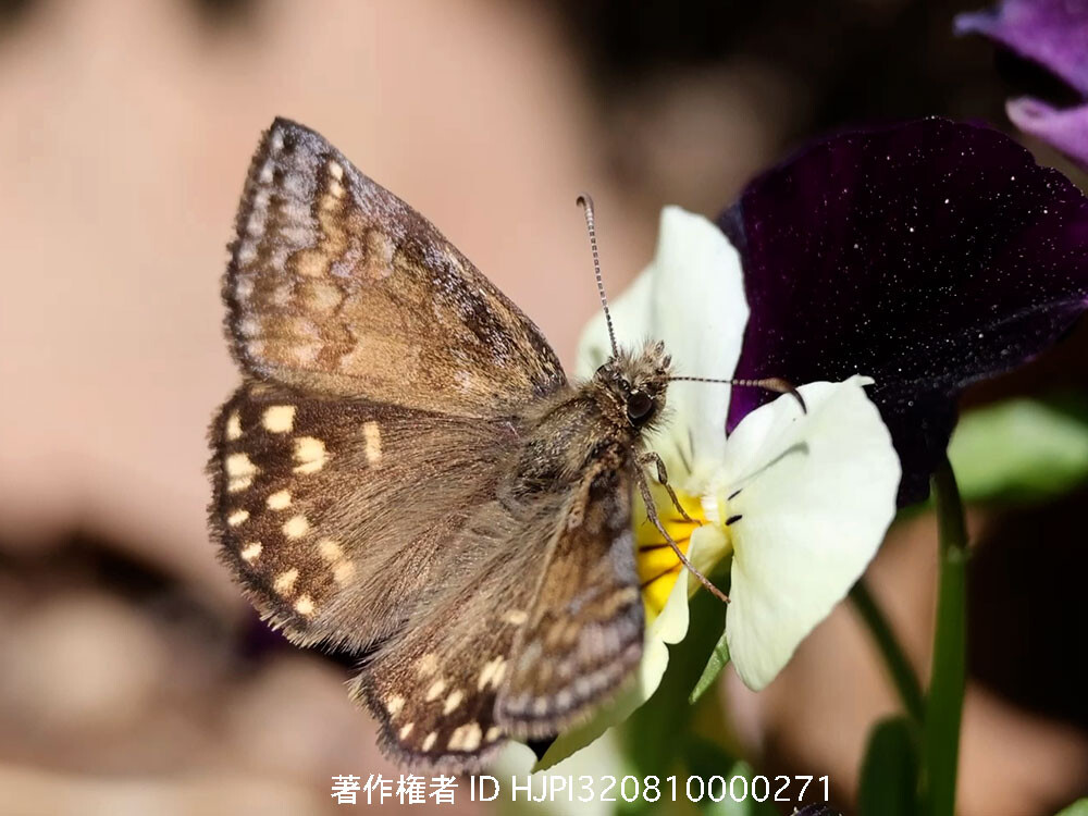 小諸日記